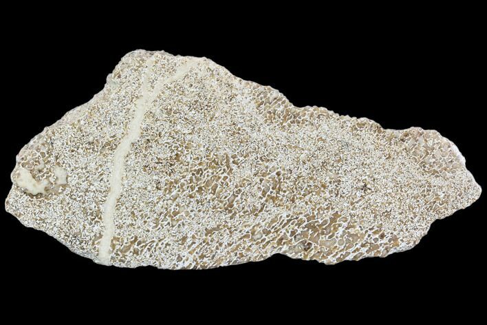 Polished Dinosaur Bone (Gembone) Section - Morocco #107175